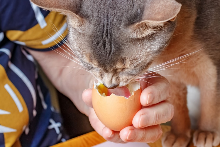 چرا استفاده از تخم مرغ برای گربه توصیه می‌شود؟